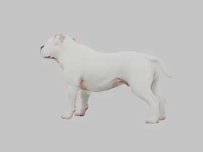 American Bulldog 3D Model - Realistic Dog Animal Low-poly 3D model