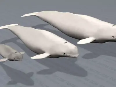 Beluga Whales Family -Delphinapterus Leucas- Male Female Calf -  3D model