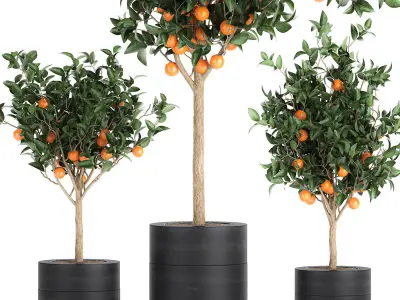 Orange tree for the interior in black pot 717 3D model