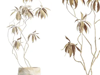 AV HousePlants Japandi Minimalism Ficus Dracaena Marginata 3D model