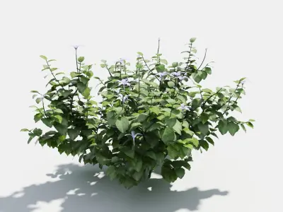 Isotoma hibiscus plant 3D model