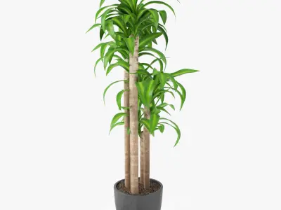 Dracaena Massangeana Potted Plant 3D model