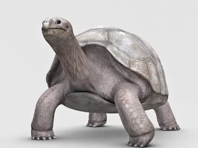 Giant Tortoise 3D model