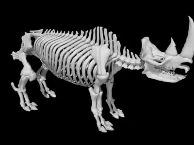 Rhino skeleton Low-poly 3D model