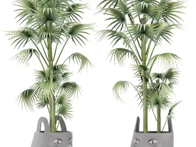 Plants Collection 141 Sabal Minor 3D model