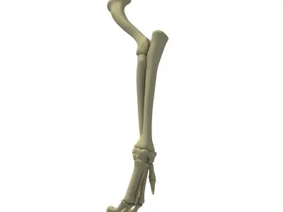 Lion Leg Skeleton 3D model