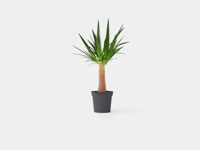 Yucca elephantipes Bottle Low-poly 3D model