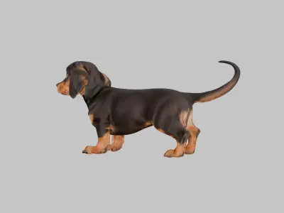 Cute 3D Dachshund Model Low Poly Game Ready Low-poly 3D model