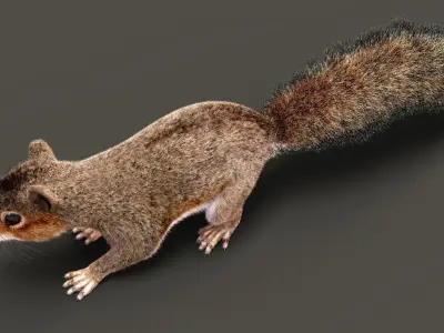SQUIRREL RIG XGEN CORE 3D model