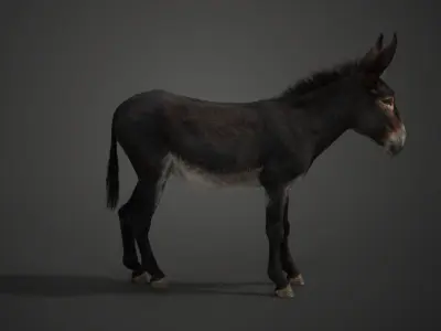 Donkey Summer with 4 Animations  VFX Grace 3D model