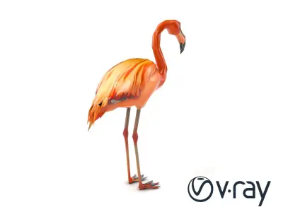 Flamingo Bird Natural Pink model pack Low-poly 3D model