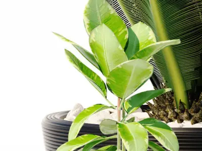 plants set 151 3D model