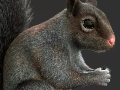 Gray Squirrel Xgen Rigged 3D model
