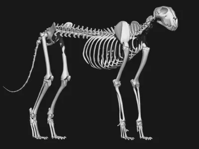 Dog and Cheetah skeleton 3D model