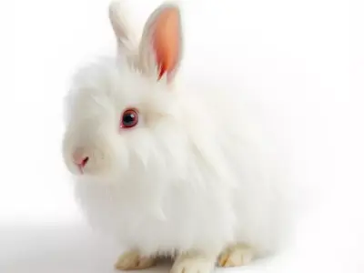 Fluffy White Rabbit model pack Low-poly 3D model purchase