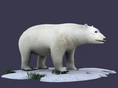 White Bear polar bear animal Ar VR animal 3D model