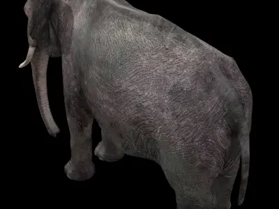 Asian Elephant Rig 3D model