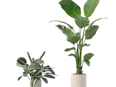 Plants collection 207 - fern strelitzia maranta philodendron 3D model