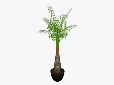 Palm tree plant 3D model