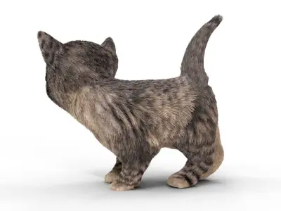 Fur Cute Cat kitten Dark Gray Animated Low-poly 3D model