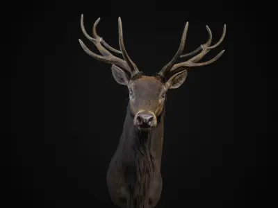 Elk Trophy Head - Photorealistic PBR Low-poly 3D model