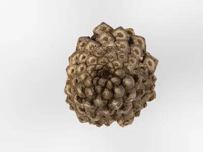 Photorealistic 3D scan of pine conifer cone Low-poly 3D model