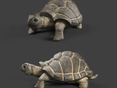 Terrarium with turtle 3D model