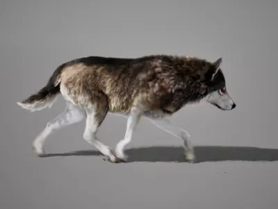 Wolf Pack Animated UNREAL project  Maya base rig 3D model