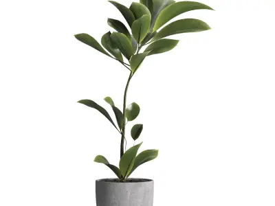 indoor plant 023 3D model