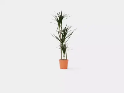 Dracaena marg 3 stem Low-poly 3D model
