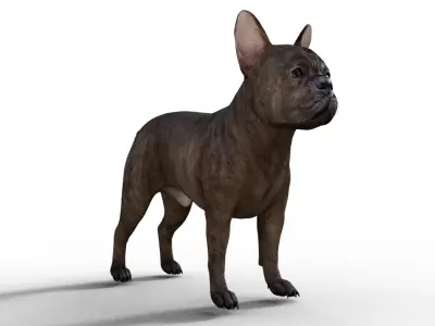 French Bulldog Rigged Animated  Low-poly 3D model
