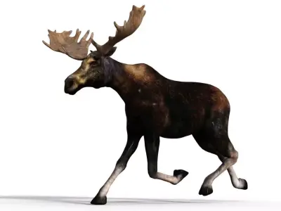 Moose Male 3D model