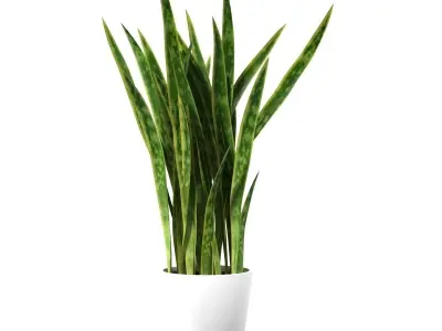Sansevieria snake plant 3D model
