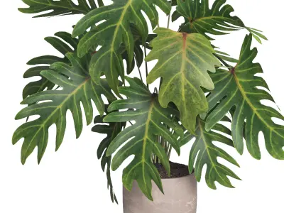 indoor plant 014 3D model