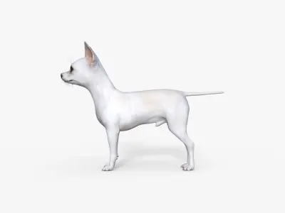 Cute 3D Chihuahua Dog Rigged 3D model