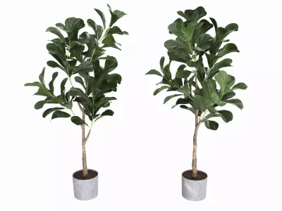 Artificial Ficus Plant in Pot 3D model