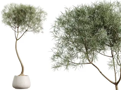 AV HousePlants Japandi Minimalism Ficus Dracaena Marginata27 3D model