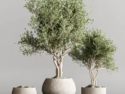 indoor plant collection 61 3D model