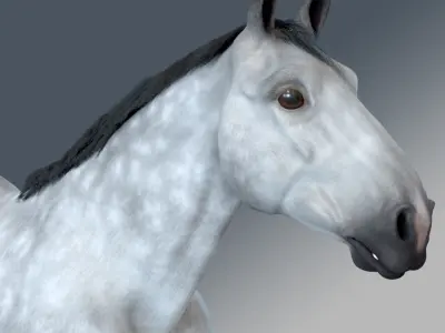 Horse - Dapple Gray Warmblood 3D model