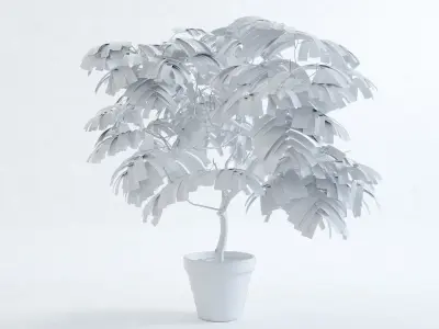 Everfresh Tree 1M - Cojoba arborea var angustifolia 3D model