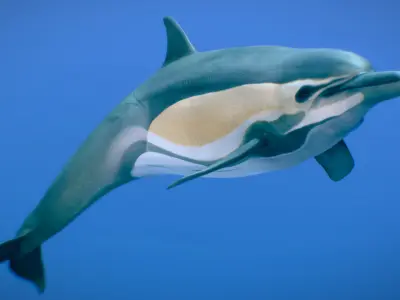 Short-beaked Common Dolphin 3D model