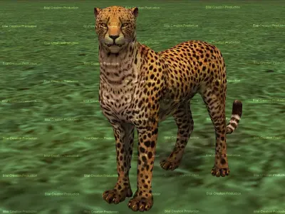Cheetah Rigged Animated 8 Low-poly 3D model