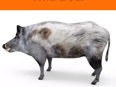3d White Boar Model Low-poly 3D model