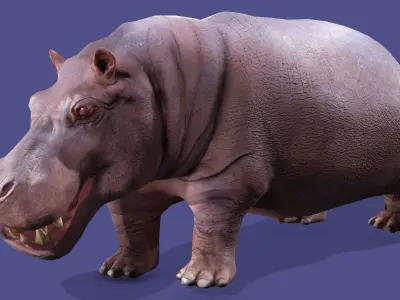 Hippopotamus Rigged Animated 11 Low-poly 3D model