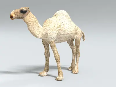 laos Dromedary 3D model