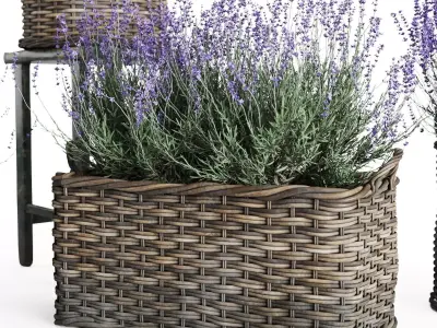 Lavender in Wicker Baskets  3D Model Set 3D model