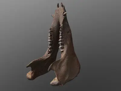 photorealistic 3D scanned wild boar lower jaw  Low-poly 3D model
