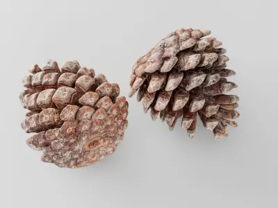 Pinecone - 3D Scan Low-poly 3D model