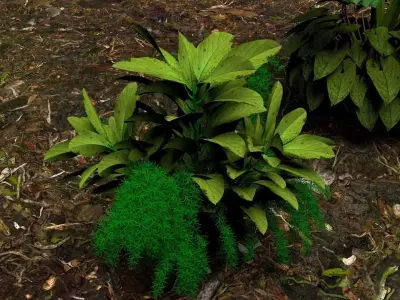 Plants  3D model