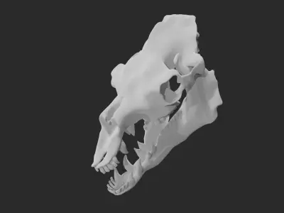 Skull of camel 3D model